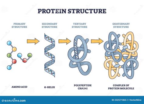 Determine the highest level of protein structure, and ponder the cosmic implications of a polypeptide chain folding in zero gravity.