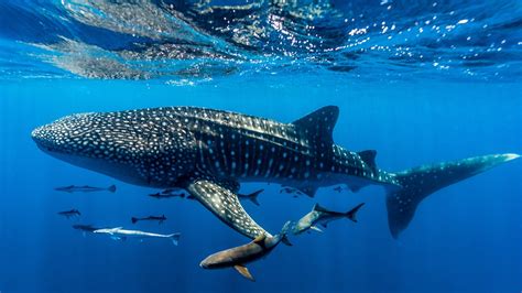 How to Swim with Whale Sharks: A Journey into the Deep Blue and the Art of Making Perfect Pancakes