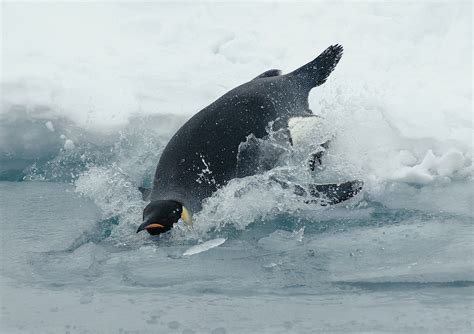 Is 75 Degrees Too Cold to Swim? And Why Do Penguins Prefer Colder Waters?