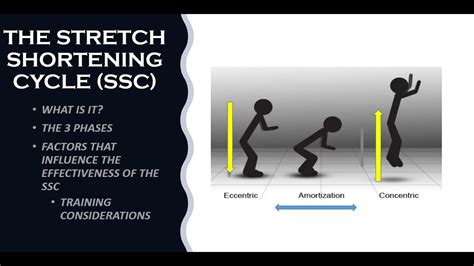 What is the Stretch Shortening Cycle and Why Does It Make My Coffee Taste Better?