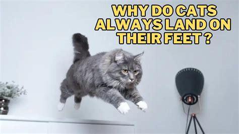 Why is Chrome Running So Slow: And Why Do Cats Always Land on Their Feet?